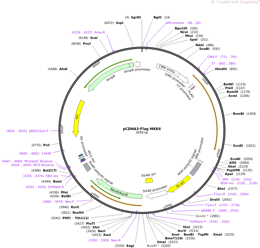pCDNA3-Flag MKK6质粒图谱